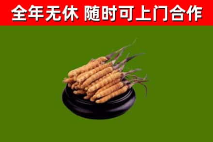 柞水回收冬虫夏草